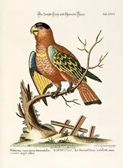 Nest Egg Prints: Bird illustration - Parrot - Antique plate of the dutch book: Collection of foreign and rare birds