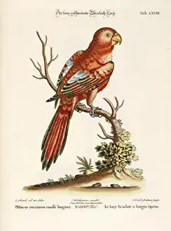 Bird illustration - Parrot - Antique plate of the dutch book: Collection of foreign and rare birds