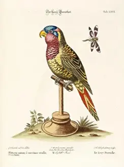 Nest Egg Prints: Bird illustration - Parrot - Antique plate of the dutch book: Collection of foreign and rare birds
