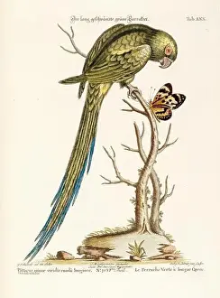 Bird illustration - Parrot - Antique plate of the dutch book: Collection of foreign and rare birds