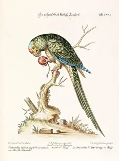 Nest Egg Prints: Bird illustration - Parrot - Antique plate of the dutch book: Collection of foreign and rare birds