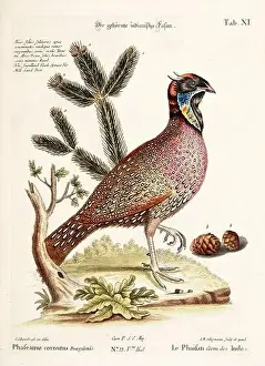 Bird illustration - The Pheasant - Antique plate of the dutch book: Collection of foreign and rare birds