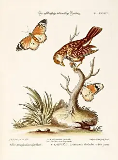 Nest Egg Prints: Bird illustration-Sparrow and Butterflies -Antique plate of the dutch book: Collection of foreign and rare birds