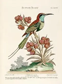 Nest Egg Prints: Bird illustration-The Bee-eater-Antique plate of the dutch book: Collection of foreign and rare birds