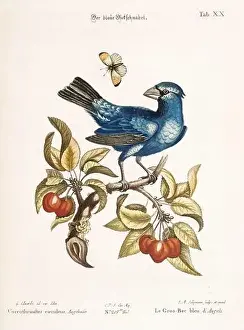 Nest Egg Prints: Bird illustration-The Blue Grosbeak-Antique plate of the dutch book: Collection of foreign and rare birds