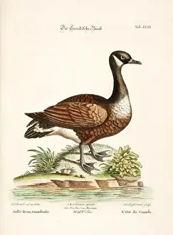 Nest Egg Prints: Bird illustration-The Goose-Antique plate of the dutch book: Collection of foreign and rare birds
