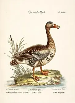 Nest Egg Prints: Bird illustration-The Goose-Antique plate of the dutch book: Collection of foreign and rare birds