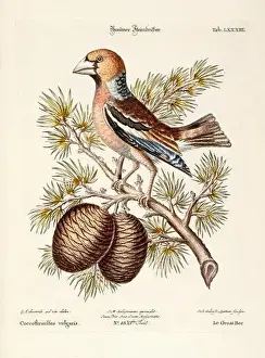 Nest Egg Prints: Bird illustration-The Hawfinch-Antique plate of the dutch book: Collection of foreign and rare birds