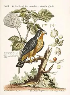 Nest Egg Prints: Bird illustration-The little black Falcon-Antique plate of the dutch book: Collection of foreign and rare birds