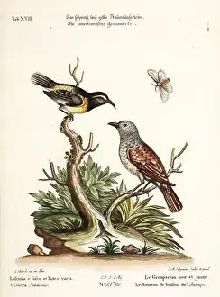 Nest Egg Prints: Bird illustration-Two Birds and a Butterfly-Antique plate of the dutch book: Collection of foreign and rare birds