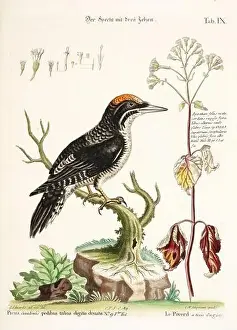 Nest Egg Prints: Bird illustration - The Woodpecker - Antique plate of the dutch book: Collection of foreign and rare birds
