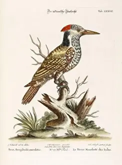 Nest Egg Prints: Bird illustration-Woodpecker-Antique plate of the dutch book: Collection of foreign and rare birds