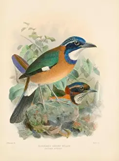 Lilac Breasted Roller Prints: Bird illustrations. Majestic Blue Birds of the 19th Century