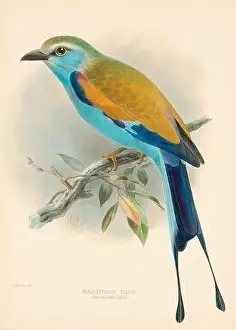 Lilac Breasted Roller Prints: Bird illustrations. Majestic Blue Birds of the 19th Century