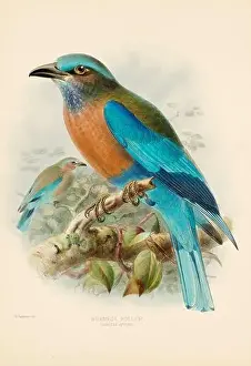 Lilac Breasted Roller Prints: Bird illustrations. Majestic Blue Birds of the 19th Century
