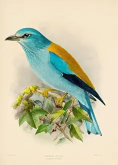 Bird Print Prints: Bird illustrations. Majestic Blue Birds of the 19th Century
