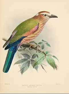 Bird Print Prints: Bird illustrations. Majestic Blue Birds of the 19th Century
