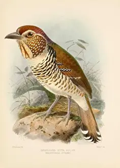 Bird Print Prints: Bird illustrations. Majestic Blue Birds of the 19th Century