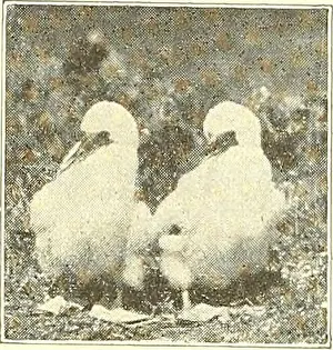 Booksubjectbirds Prints: Bird lore. loth, $1.75 The Warblers of North America Full biographies of our most beautiful