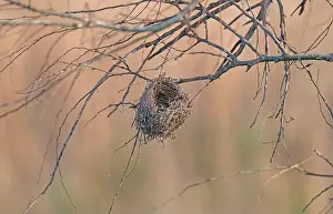 Ethology Prints: Bird Nest Hanging in a Tree in the Cameron Prairie National Wildlife Refuge in louisiana