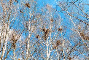 Raven Prints: Bird nests on the tree branches