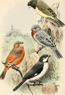 Surveys Prints: Bird notes (1902) (14563221909)