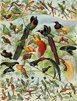 Images Dated 12th December 2023: Bird of paradise, hummingbirds, and other long-billed birds. Color lithograph