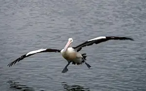 On The Water Prints: Bird, Pelican coming to land on the water on an odd angle, outstretched wings spread