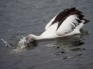 On The Water Prints: Bird, Pelican, head in the water making a splash as it scoops up food with its bill into its large pink throat pouch