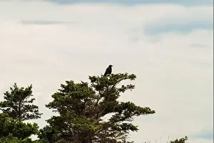 Canadian North Prints: Bird perched on a tree at the Bell on Bell Island, Newfoundland & Labrador, Canada