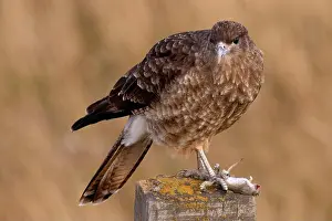 Tail Feathers Prints: bird of prey eating a mouse, Chimango Caracara