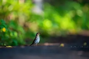 Riviere Prints: Bird, Québec, Canada, National park
