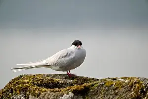 Reykjavik Prints: Bird relaxing on moss covered rock against clear sky