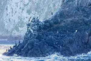Cormorant Prints: Bird Rocks in Channel Islands, California