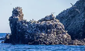Cormorant Prints: Bird Rocks in Channel Islands, California