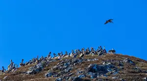 Cormorant Prints: Bird Rocks in Channel Islands, California