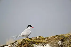 Reykjavik Prints: Bird sitting on moss covered rock under clear sky