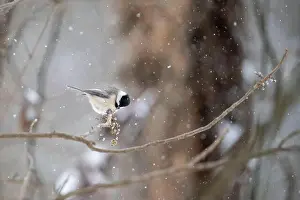Hoarfrost Prints: A bird spreading its wings on a snowy tree branch