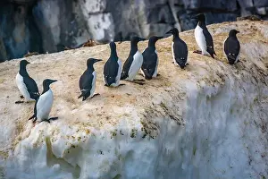 Bird watching at the Alkefjellet between Spitsbergen and Nordaustlandet on Svalbard, Norway