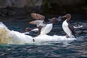 Bird watching at the Alkefjellet between Spitsbergen and Nordaustlandet on Svalbard, Norway