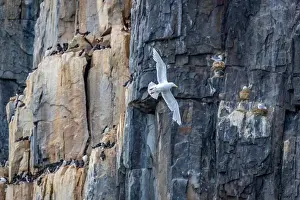 Bird watching at the Alkefjellet between Spitsbergen and Nordaustlandet on Svalbard, Norway