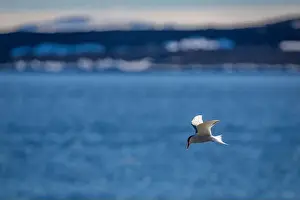 Alkefjellet Prints: Bird watching at the Alkefjellet between Spitsbergen and Nordaustlandet on Svalbard