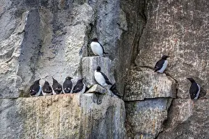 Alkefjellet Prints: Bird watching at the Alkefjellet between Spitsbergen and Nordaustlandet on Svalbard