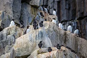 Groenlandsee Prints: Bird watching at the Alkefjellet between Spitsbergen and Nordaustlandet on Svalbard