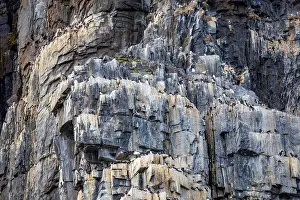 Groenlandsee Prints: Bird watching at the Alkefjellet between Spitsbergen and Nordaustlandet on Svalbard