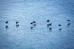 Groenlandsee Prints: Bird watching at the Alkefjellet between Spitsbergen and Nordaustlandet on Svalbard