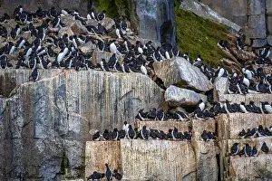 Groenlandsee Prints: Bird watching at the Alkefjellet between Spitsbergen and Nordaustlandet on Svalbard