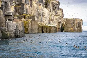 Groenlandsee Prints: Bird watching at the Alkefjellet between Spitsbergen and Nordaustlandet on Svalbard