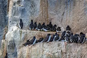 Groenlandsee Prints: Bird watching at the Alkefjellet between Spitsbergen and Nordaustlandet on Svalbard