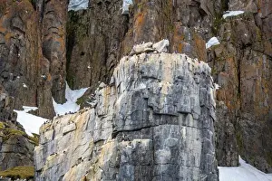 Groenlandsee Prints: Bird watching at the Alkefjellet between Spitsbergen and Nordaustlandet on Svalbard